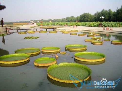 白洋淀旅游防坑指南