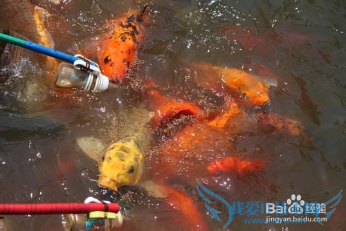 白洋淀旅游防坑指南