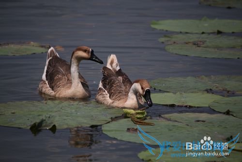 白洋淀旅游防坑指南
