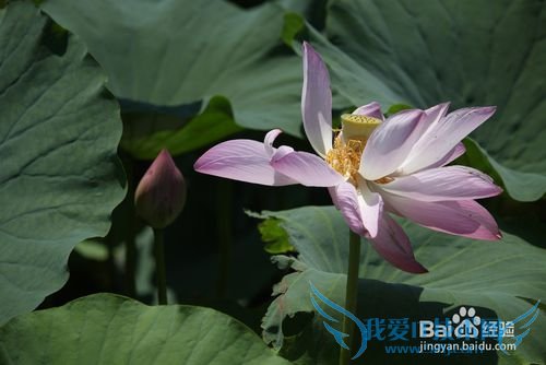 白洋淀旅游防坑指南