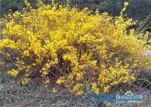 清明节假期要来了,济南哪些地方适合游玩呢?