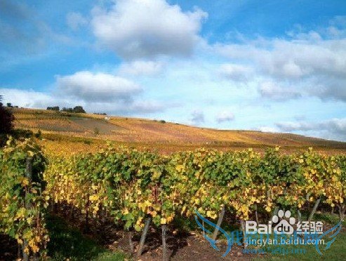 法国著名的旅游景点-去法国旅游一定要去的地方