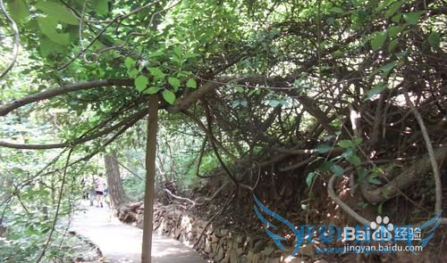 悠悠皇姑幔漫漫历山行