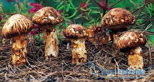 西藏旅游怎么购物?