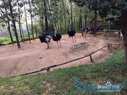 野生动物园的旅游攻略