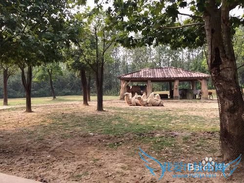 野生动物园的旅游攻略