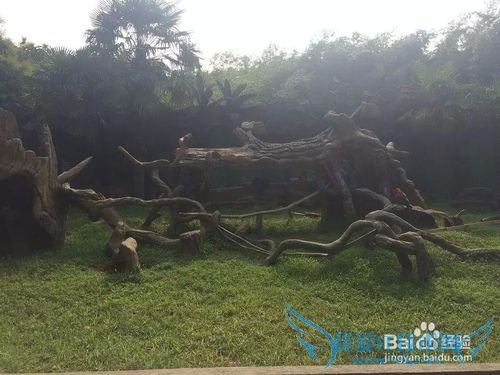 野生动物园的旅游攻略