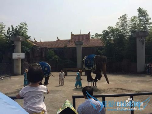 野生动物园的旅游攻略