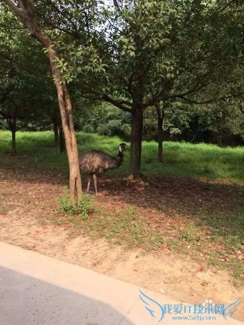野生动物园的旅游攻略