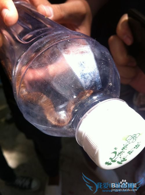 本溪洋湖沟森林公园旅游攻略