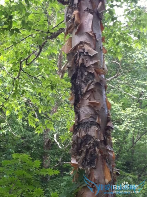 本溪洋湖沟森林公园旅游攻略