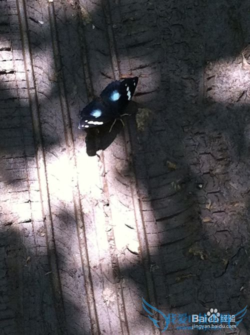 本溪洋湖沟森林公园旅游攻略