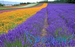 ÈÕ±¾ÂÃÓÎÈ¥ÄÄÀïÍæ