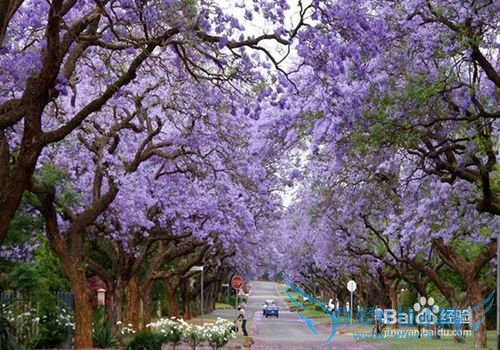 经济实惠的旅游方法