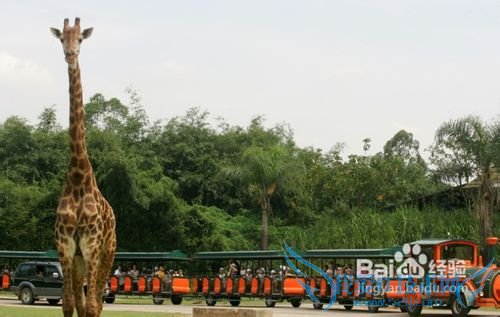 广州最新旅游攻略