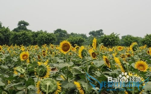 广州最新旅游攻略