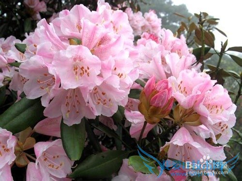 贵州省盘县旅游攻略