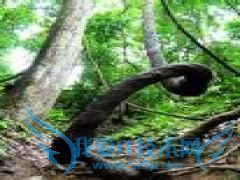 �ӹ㶫������ȥ������ʲô·�ߺ�