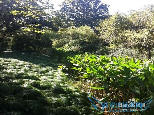 静谧中的秀丽:杭州花圃旅游攻略