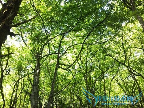 峨眉山旅游攻略之山上篇