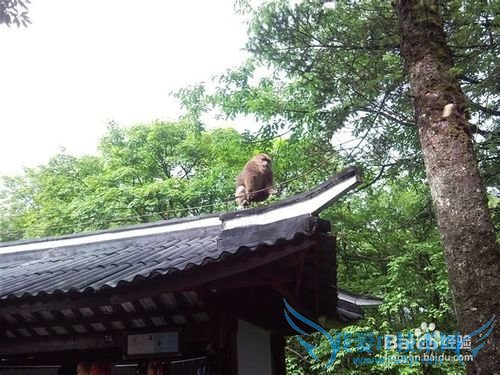 峨眉山旅游攻略之山上篇