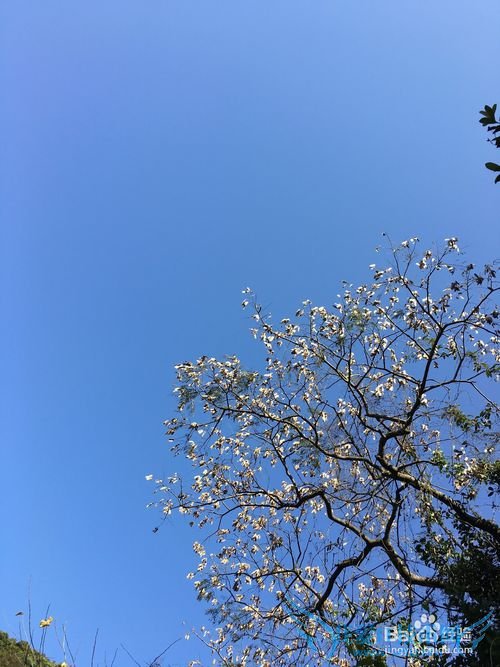 春季出行踏青赏花,介绍一些拍花的技巧