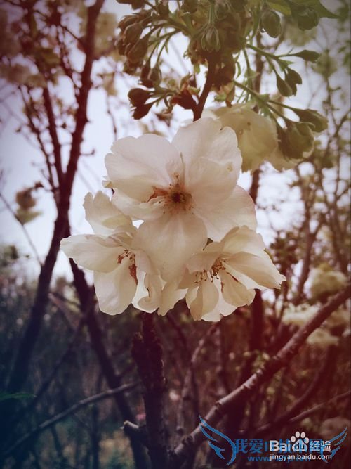 春季出行踏青赏花,介绍一些拍花的技巧
