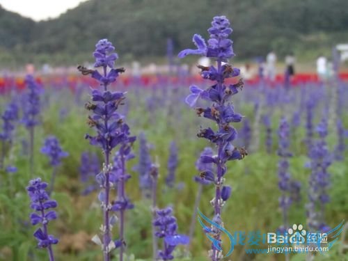 春季出行踏青赏花,介绍一些拍花的技巧