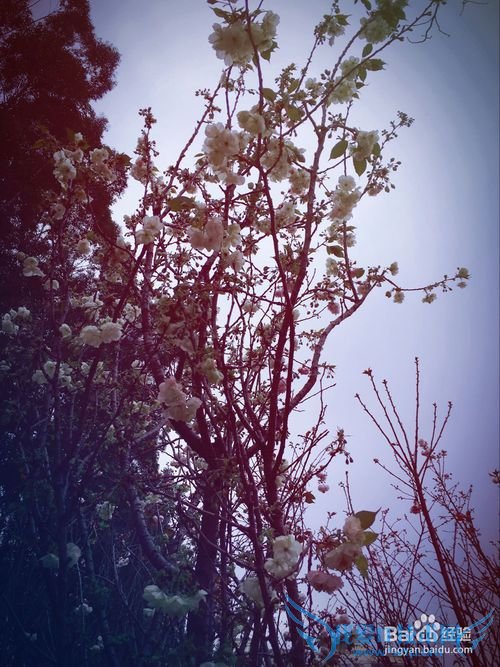 春季出行踏青赏花,介绍一些拍花的技巧