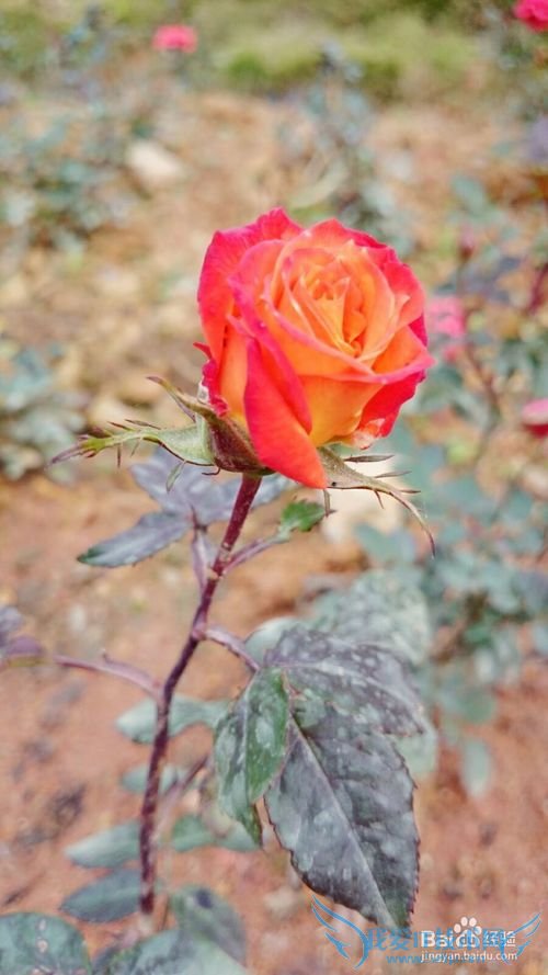 春季出行踏青赏花,介绍一些拍花的技巧