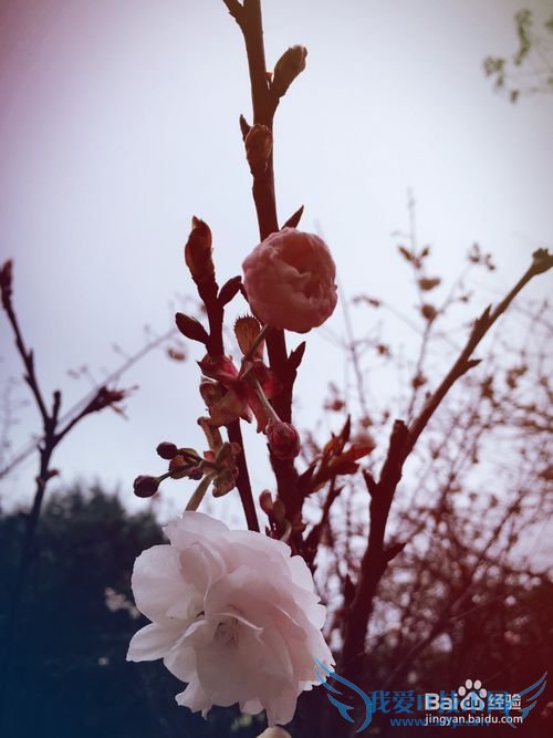 春季出行踏青赏花,介绍一些拍花的技巧