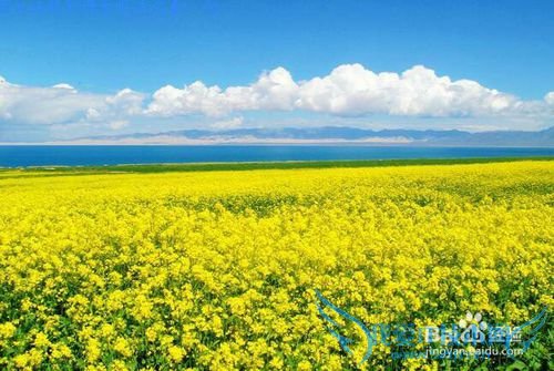 春季出行踏青赏花,介绍一些拍花的技巧