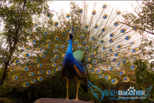 ÒÊˮѩɽ²Êºç¹ÈÂÃÓι¥ÂÔ