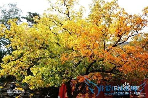 北京哪里好玩,北京旅游景点攻略