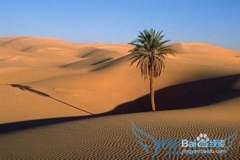 库布其沙漠畅游攻略