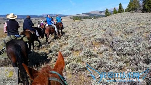 美国最地道旅游攻略1——黄石探险