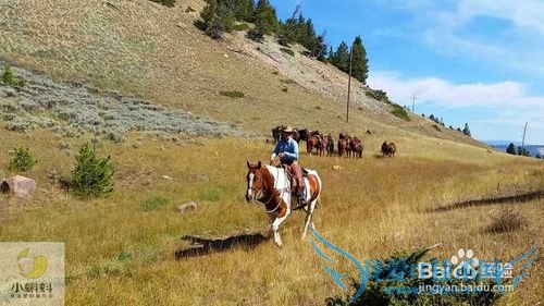 美国最地道旅游攻略1——黄石探险