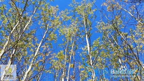 美国最地道旅游攻略1——黄石探险