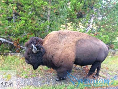 美国最地道旅游攻略1——黄石探险