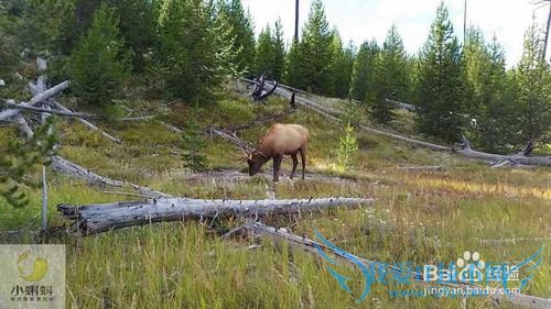 美国最地道旅游攻略1——黄石探险