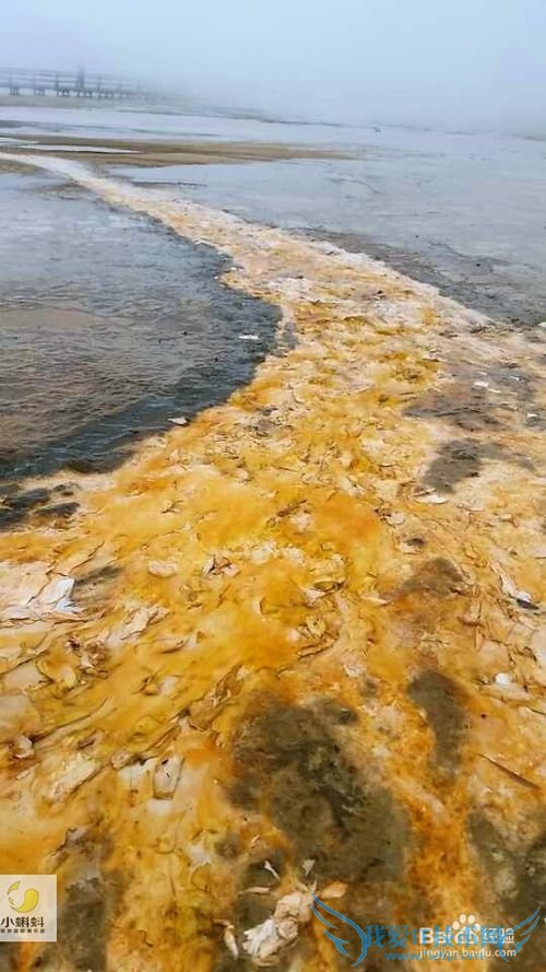 美国最地道旅游攻略1——黄石探险