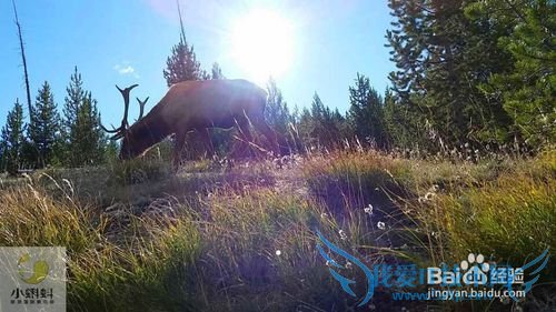 美国最地道旅游攻略1——黄石探险