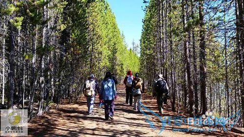 美国最地道旅游攻略1——黄石探险