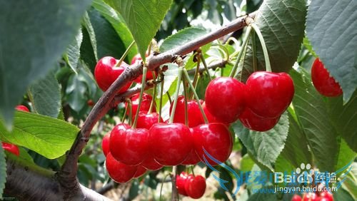 烟台旅游攻略之烟台特产篇