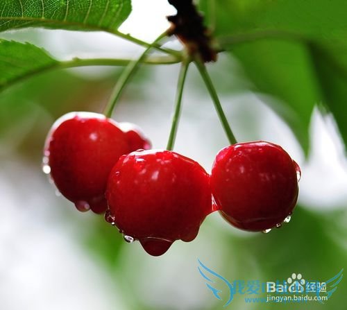 烟台旅游攻略之烟台特产篇