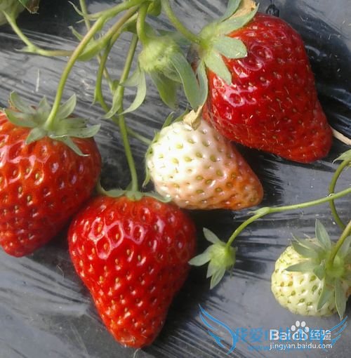 烟台旅游攻略之烟台特产篇