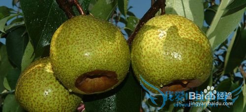 烟台旅游攻略之烟台特产篇