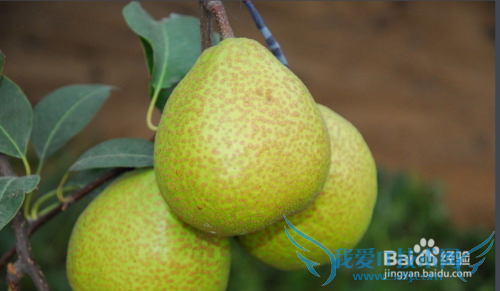 烟台旅游攻略之烟台特产篇