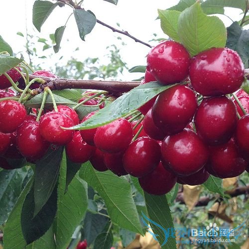 烟台旅游攻略之烟台特产篇