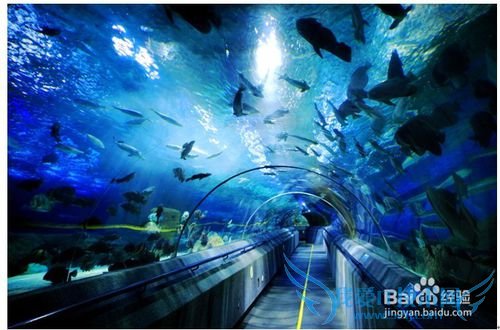 怎样安排去大连的旅游线路